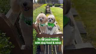 Shih Tzu Toy Poodle Dog's St. Patrick's Day