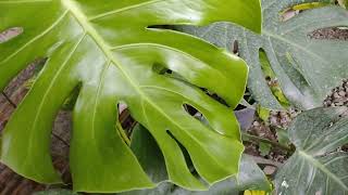 🌿Gorgeous FOLIAGE 2. Each leaf virtually becomes a flower. ☺️💚 #plants #greenculturebuzz #plantlover