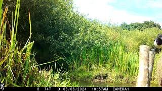 IMG 0043 3 Two J,s Field Wildlife Camera shots Set In Magical Cornwall.