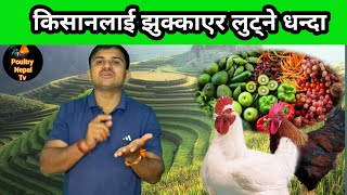 किसानलाई झुक्काएर लुट्ने धन्दा #nepal khirshi #nepal poultry farming #santosh_adhikari#