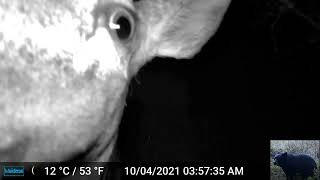 Deer at Night Trigger Our Trail Camera