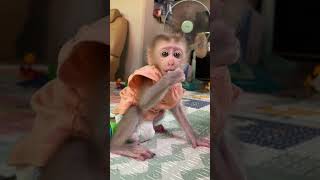 #monkey #cutebaby #animals #animal #monkeybaby #monkeyella #monkeys #babymonkey