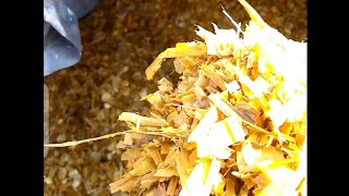 OPENING my silage made from ordinary Napier