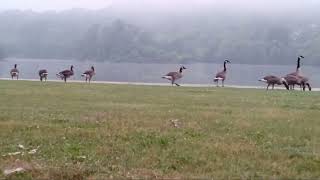 Morning Geese! From my stealth camp spot