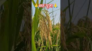 छठ पूजा 🙏🙏#chhathpuja Geet #trending Chhathi Maiya I Chhath Pooja #video Uthau Suruj Bhaile Bihaan