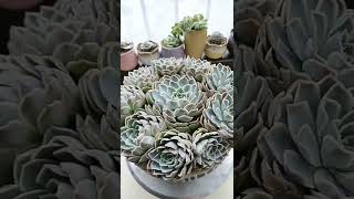 Satisfying Succulent Diy #87