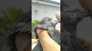 25 साल पुरानी रामपुरी नसल का भूरा कबूतर || old rampuri pigeon shok #pigeon #trending #bird #birdspec