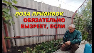 ЛОЗА ПРИВИВОК ОБЯЗАТЕЛЬНО ВЫЗРЕЕТ, ЕСЛИ ПРИМЕНИТЕ ЭТОТ СПОСОБ!