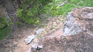 Giant Sequoia stump