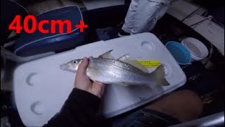 BEST WHITING FISHERY in the WORLD???? - So many HUGE fish!