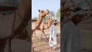 سوق الجمل #ytshorts #camel #camellove #camelfarm #drinkingwater #shorts