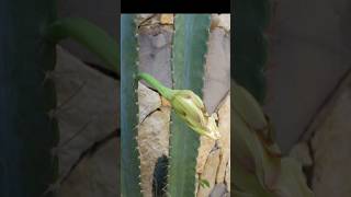 Cactus mandacaru y su bella flor #shorts