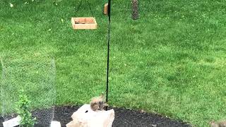 Squirrels trying to get to bird feeder