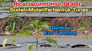 Umur 14 Hst. Pengaruh Pertumbuhan Tunas Cabe Setelah Aplikasi Pupuk Organik  Eco Farming