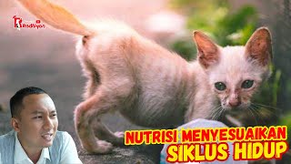 NUTRISI MENYESUAIKAN SIKLUS HIDUP KUCING