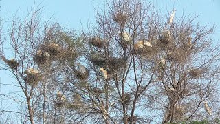 Incredible Nesting Of Egrets || Birds and Animals Life || Farooq Khan