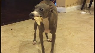 How Our Dogs Eat Chew Treats