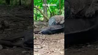 wow, 😱2 Komodo dragons are eating wild boar#animal #wildlife #komodo #wildboar#hunting #shorts