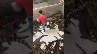 Crocodile farm | Pet Crocodile feeding | Crocodiles farm in china | How to Crocodile give birth