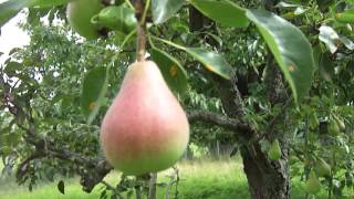 Äpfel und Birnen