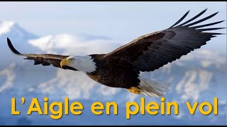 L'Aigle en plein vol - Guy Therrien 2022