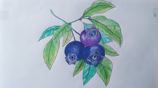 Blueberry drawing in color pencil | fruit drawing | blueberry drawing step by step