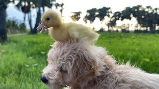 Funny animals Cute Little Puppy goes around house of Baby Chicken . cute pets🐥 🐤