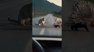 The King 👑 of jungle #animals #leopard hunt #shorts #animals #africa #4kwildlife #africananimals4k