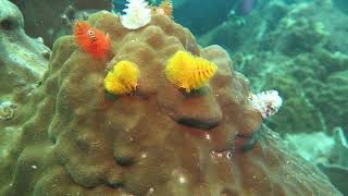 Xmas Tree Worm Pop In - Scuba Diving Pattaya Thailand