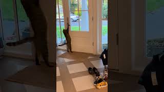 Rescued Cat Opens Door and Lets Himself Out - 1533947