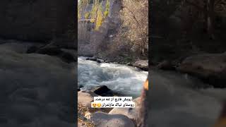 رشد قارچ جنگلی از تنه درخت دیده بودین؟😍