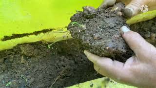 ఇంటిలో పెంచిన పుల్ల కంద | Home Grown ElephantFoot Yam #yam #homegrown #farming #vegetables #organic