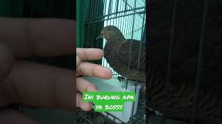 burung Apa ini??