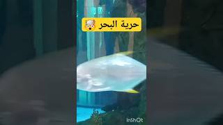 وأخيراً  جابو #السمكة العجيبة 🐬🐳🐠