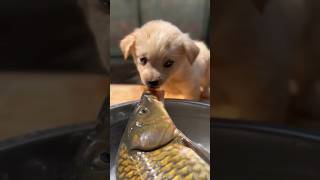 Cute puppy & Fish 🐟🐕 #ds_media #shortvideo #pets #ytshorts #shorts #shortfeed