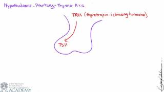 Hypothalamus and Pituitary