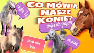 CO MÓWIĄ KONIE???