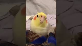 Parrot Beatbox Cookie Song