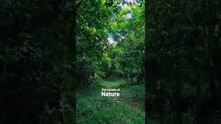 feel the sound of nature #nature