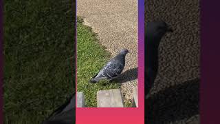 Pigeon strolling at Ramore Beach Portrush.