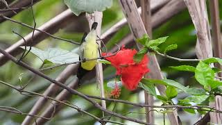 Purple-rumped Sunbird at Dongarmatha, Parshuram, Maharashtra. Jun 24