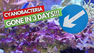 CYANOBACTERIA AND HOW TO GET RID OF IT IN 3 DAYS!