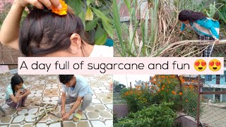 A day full of sugarcane 😍😍 | got to taste sugarcane after the years 😅| ghar ko bari ko sugarcane |