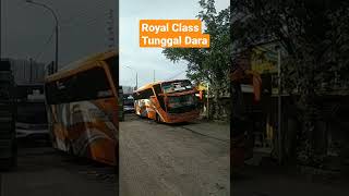 Bus Tunggal Dara  #shorts #busmaniacomunity #videobus #storybus #romansasupirtruck#hunting