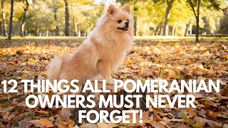 12 Things All Pomeranian Owners Must Never Forget! 🐶