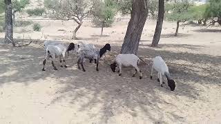 Animals roaming in the Thar desert ||sheep and goats Desert village #villagelife #animal