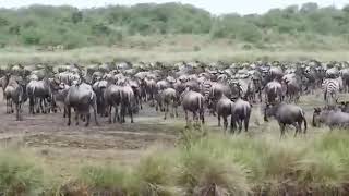 Great Wildebeest Migration in Serengeti National Park in Tanzania