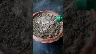 আপেল গাছ বানানোর পদ্ধতি |shot video.