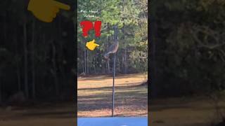 BLUEBIRD lost his mind?! Bird ATTACK! #shorts #youtubeshorts #viral #nature #trending