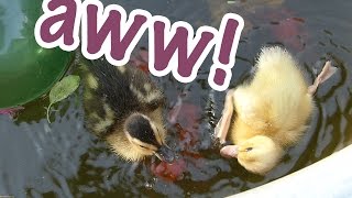 AWWW! Cute Baby Ducks Swimming!